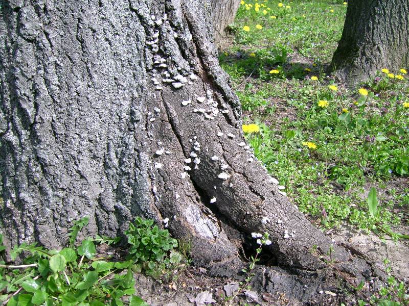 funghi da identificare